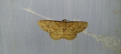 Racotis boarmiaria