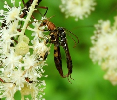 Odontocera aurocincta