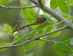 Aphylla angustifolia