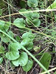 Pyrola asarifolia incarnata