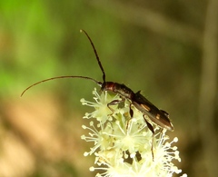 Odontocera aurocincta