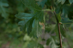 Stigmella crataegella