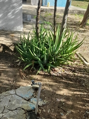 Aloe vera