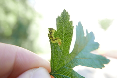 Stigmella crataegella