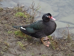 Cairina moschata domestica