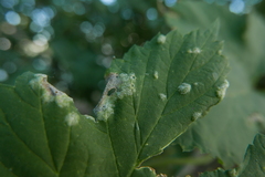 Podosphaera macularis