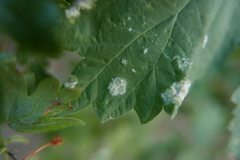 Podosphaera macularis