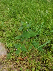 Galeopsis bifida