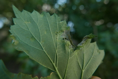 Podosphaera macularis
