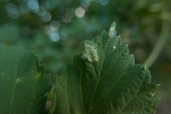 Podosphaera macularis