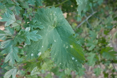 Podosphaera macularis
