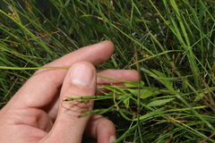 Parnassia parviflora