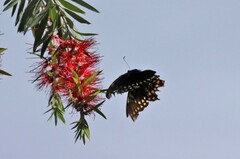 Papilio menatius victorinus