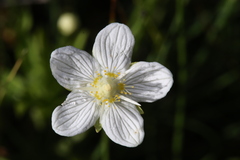 Parnassia parviflora