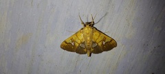 Nosophora