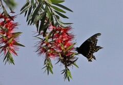 Papilio menatius victorinus
