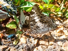 Charaxes achaemenes monticola