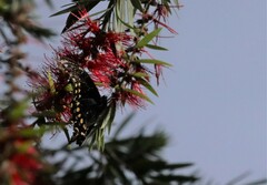 Papilio menatius victorinus