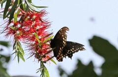 Papilio menatius victorinus
