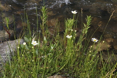 Parnassia parviflora