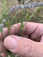 Gonocarpus chinensis
