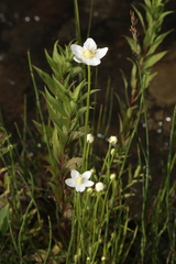 Parnassia parviflora