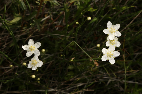 Image of Parnassia parviflora by (c) Reid Hardin, some rights reserved (CC BY)
