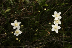 Parnassia parviflora