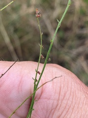 Gonocarpus chinensis