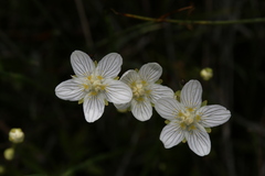 Parnassia parviflora
