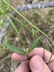 Gonocarpus chinensis