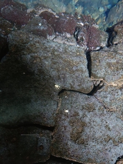 Munidopsis polymorpha