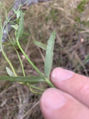 Gonocarpus chinensis