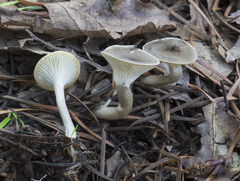 Spodocybe trulliformis