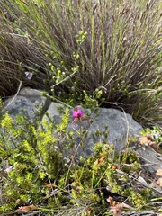 Disperis capensis