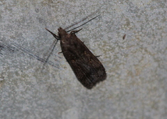 Dichomeris juncidella