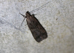 Dichomeris juncidella