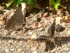 Charaxes viola viola