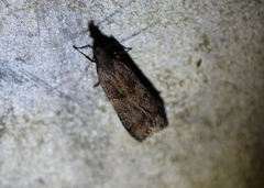 Dichomeris juncidella