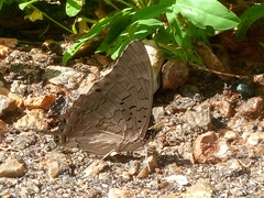 Charaxes viola viola