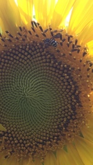 Dianthidium