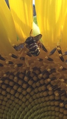 Dianthidium