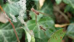 Linyphia triangularis