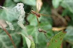 Linyphia triangularis