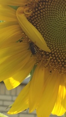 Dianthidium