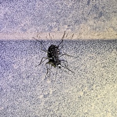 Cicindela sedecimpunctata