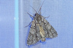 Acronicta auricoma
