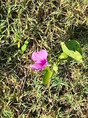 Ipomoea asarifolia