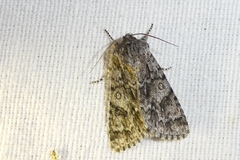 Acronicta auricoma