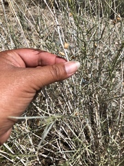 Ericameria nauseosa hololeuca